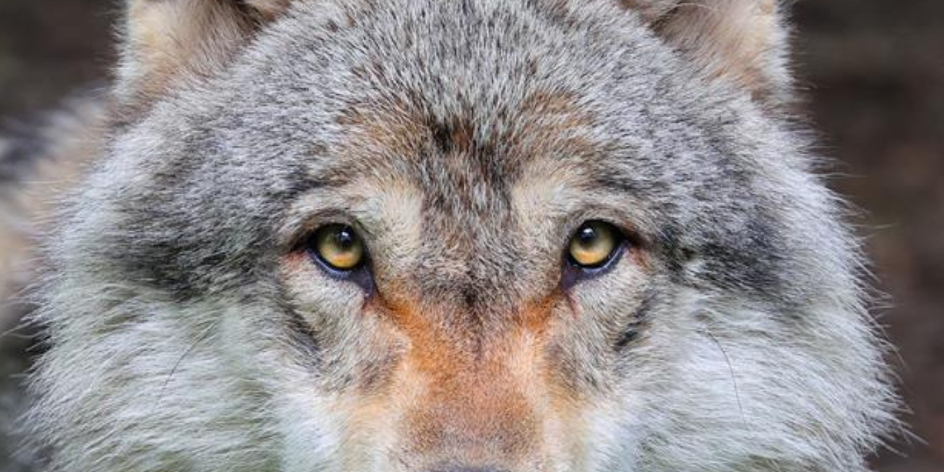 Mobilisons-nous contre les tirs de loups